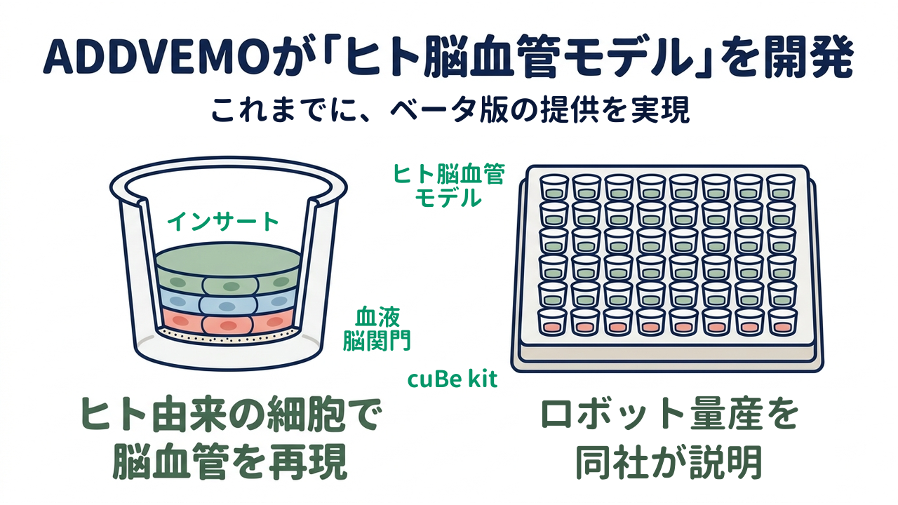 ADDVEMOが「ヒト脳血管モデル」を開発｜これまでに、ベータ版の提供を実現｜ヒト由来の細胞で・脳血管を再現／ロボット量産を・同社が説明