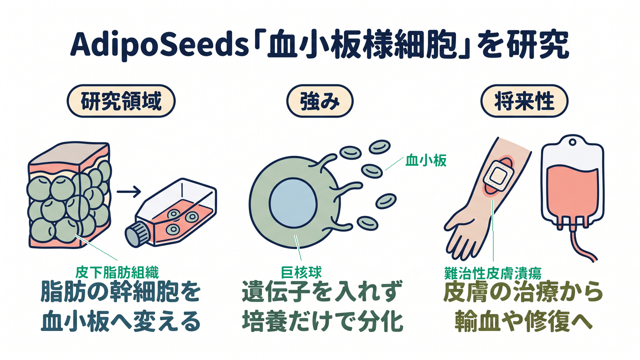 AdipoSeeds「血小板様細胞」を研究|研究領域=脂肪の幹細胞を血小板へ変える/強み=遺伝子を入れず培養だけで分化/将来性=皮膚の治療から輸血や修復へ