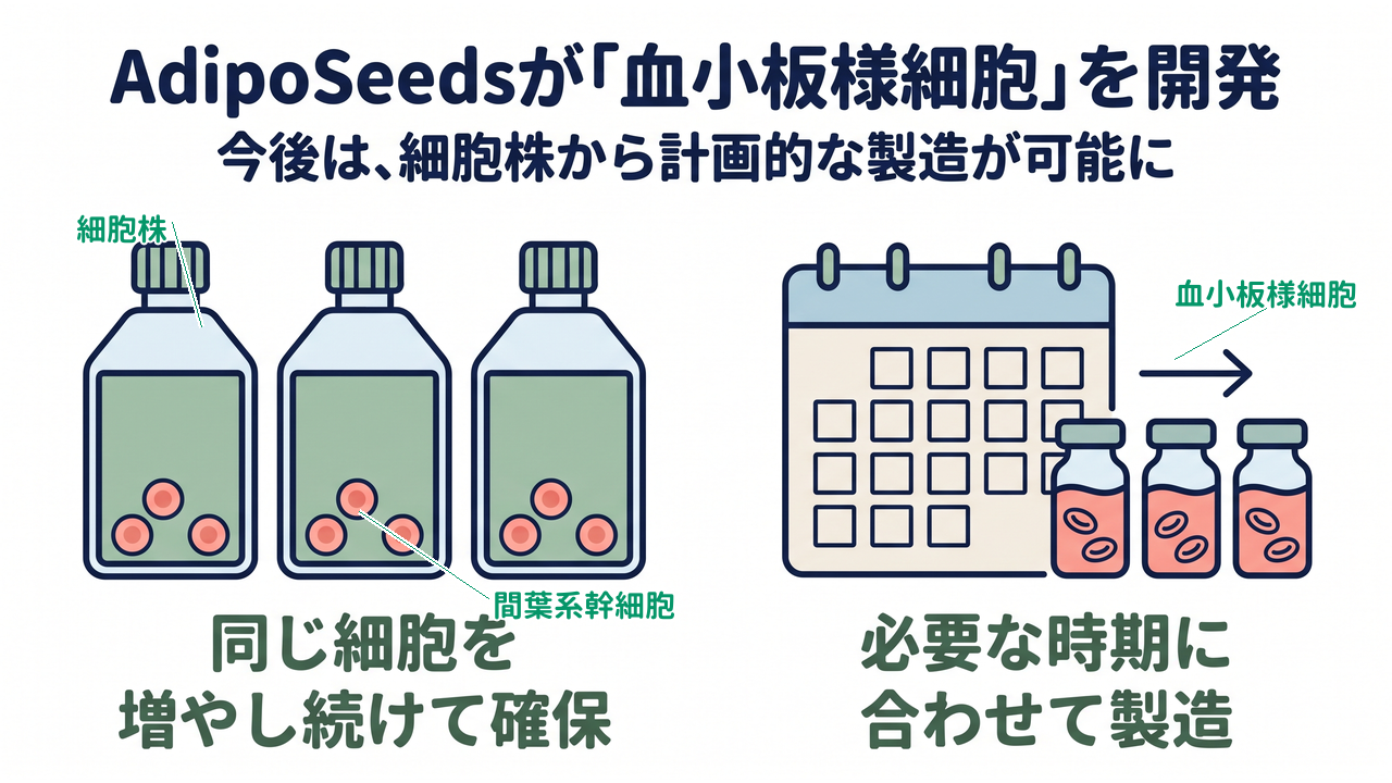 AdipoSeedsが「血小板様細胞」を開発|今後は、細胞株から計画的な製造が可能に/同じ細胞を増やし続けて確保/必要な時期に合わせて製造