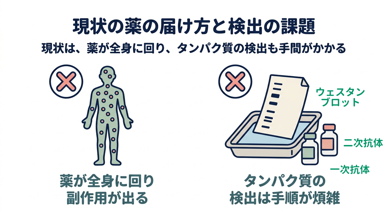 現状の薬の届け方と検出の課題|現状は、薬が全身に回り、タンパク質の検出も手間がかかる|薬が全身に回り・副作用が出る/タンパク質の・検出は手順が煩雑