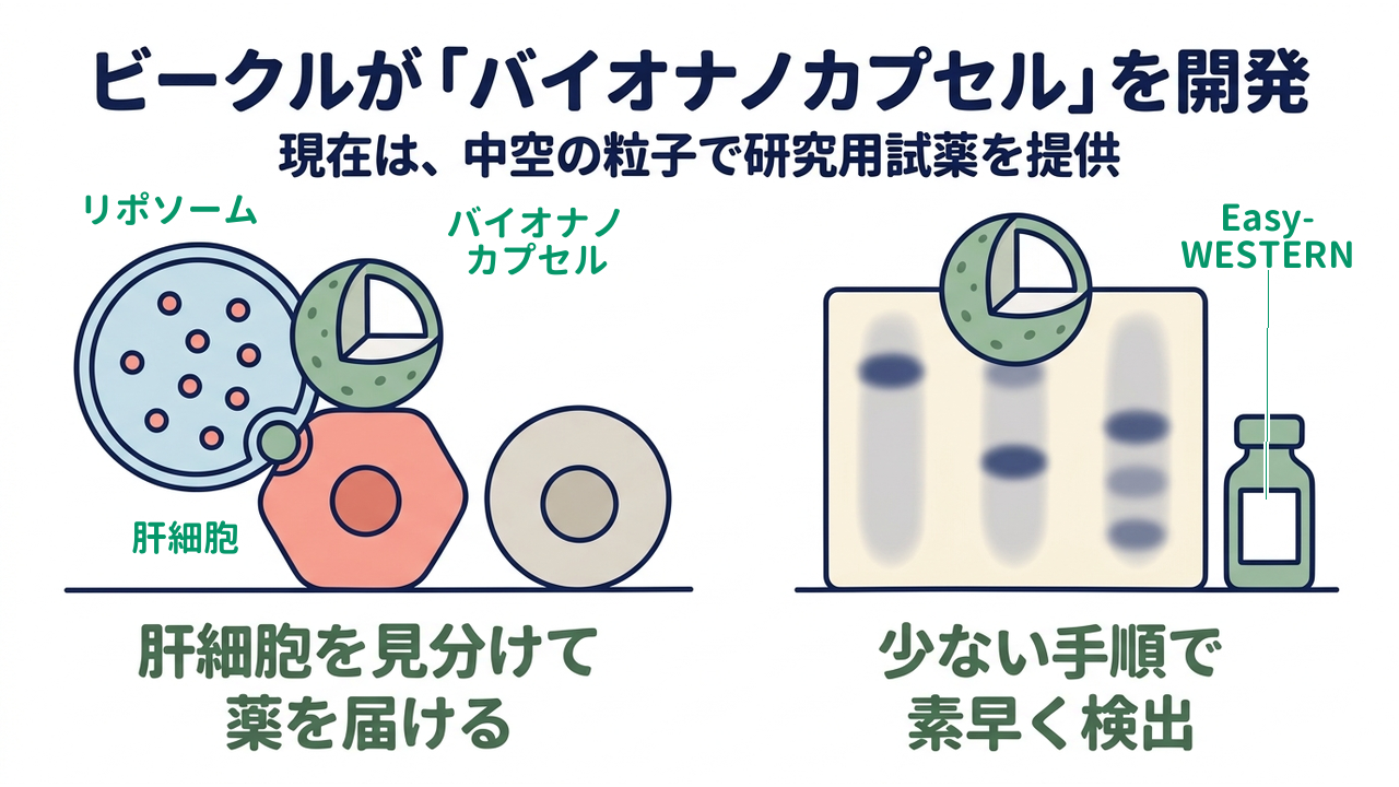 ビークルが「バイオナノカプセル」を開発|現在は、中空の粒子で研究用試薬を提供|肝細胞を見分けて・薬を届ける/少ない手順で・素早く検出