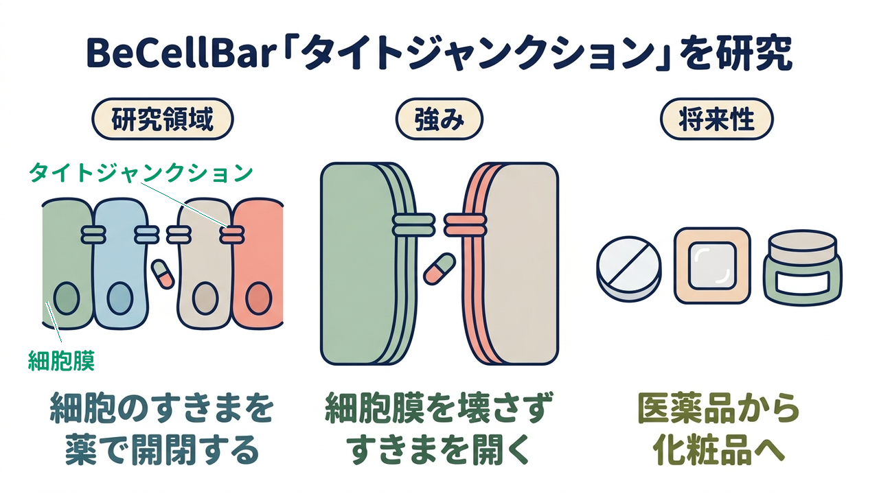 BeCellBar「タイトジャンクション」を研究｜研究領域=細胞のすきまを・薬で開閉する／強み=細胞膜を壊さず・すきまを開く／将来性=医薬品から・化粧品へ