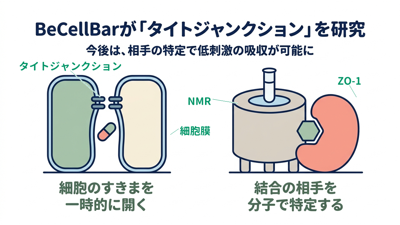 BeCellBarが「タイトジャンクション」を研究｜今後は、相手の特定で低刺激の吸収が可能に｜細胞のすきまを・一時的に開く／結合の相手を・分子で特定する