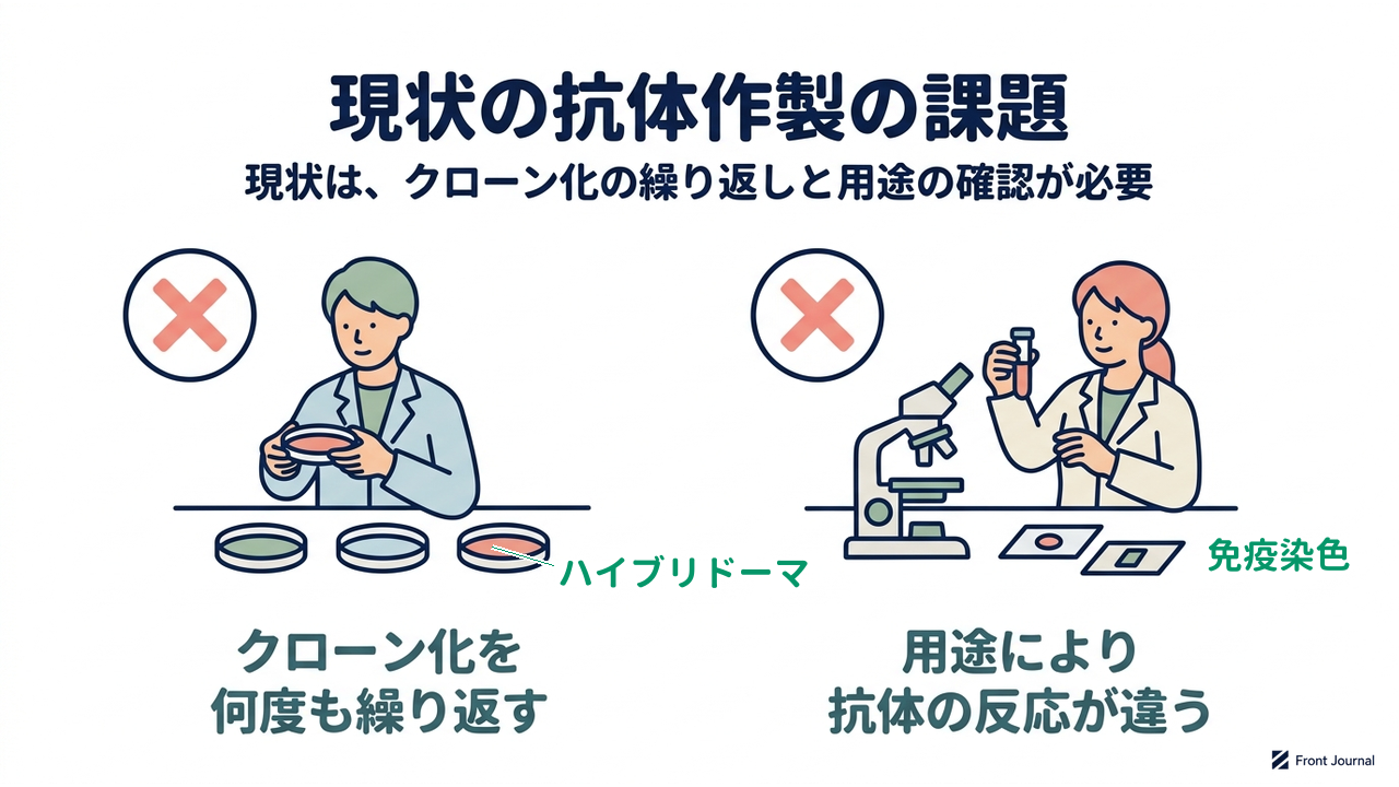 現状の抗体作製の課題|現状は、クローン化の繰り返しと用途の確認が必要|クローン化を・何度も繰り返す/用途により・抗体の反応が違う