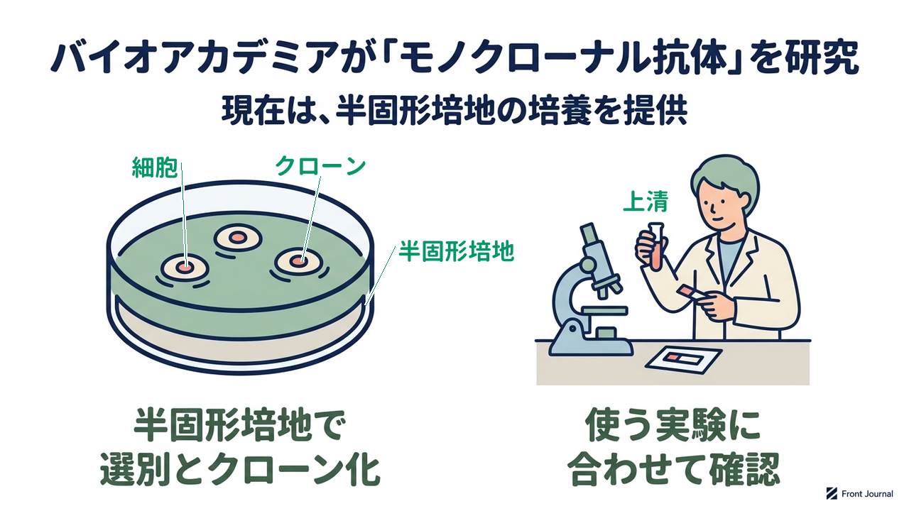 バイオアカデミアが「モノクローナル抗体」を研究|現在は、半固形培地の培養を提供|半固形培地で・選別とクローン化/使う実験に・合わせて確認