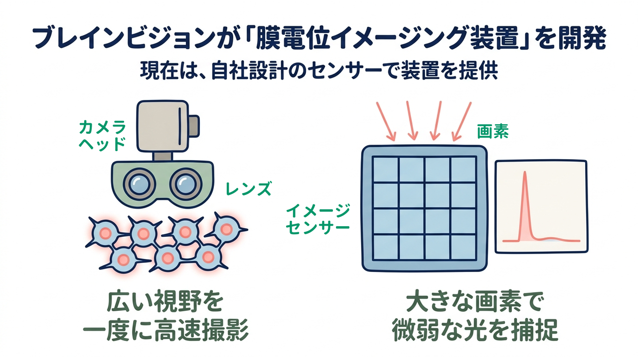 ブレインビジョンが「膜電位イメージング装置」を開発