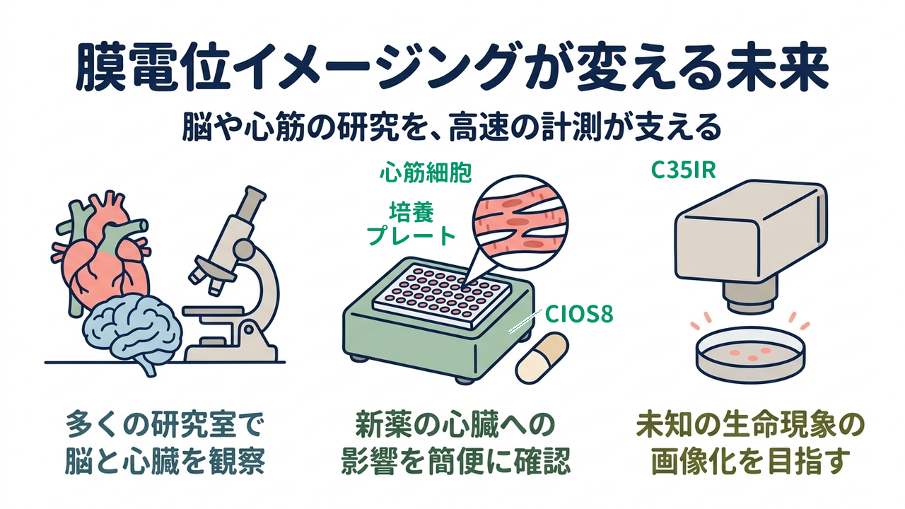 膜電位イメージングが変える未来