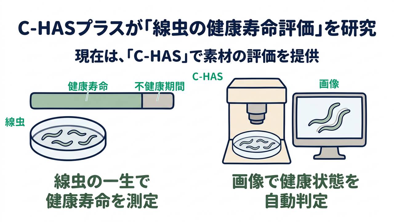 C-HASプラスが「線虫の健康寿命評価」を研究|現在は、「C-HAS」で素材の評価を提供|線虫の一生で・健康寿命を測定/画像で健康状態を・自動判定