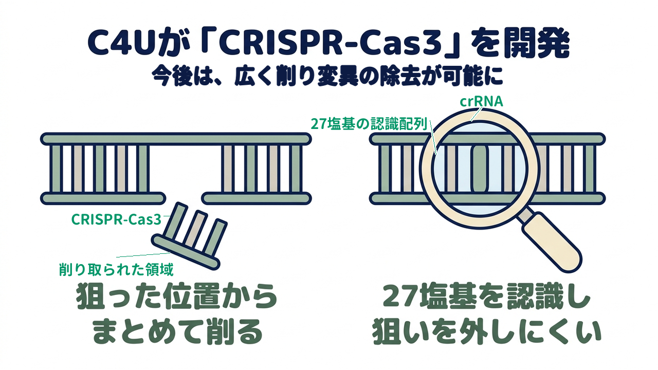 C4Uが「CRISPR-Cas3」を開発|今後は、広く削り変異の除去が可能に/狙った位置からまとめて削る/27塩基を認識し狙いを外しにくい