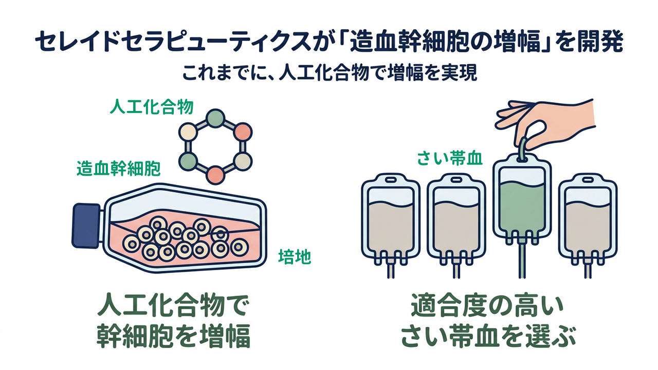 セレイドセラピューティクスが「造血幹細胞の増幅」を開発|これまでに、人工化合物で増幅を実現|人工化合物で・幹細胞を増幅/適合度の高い・さい帯血を選ぶ
