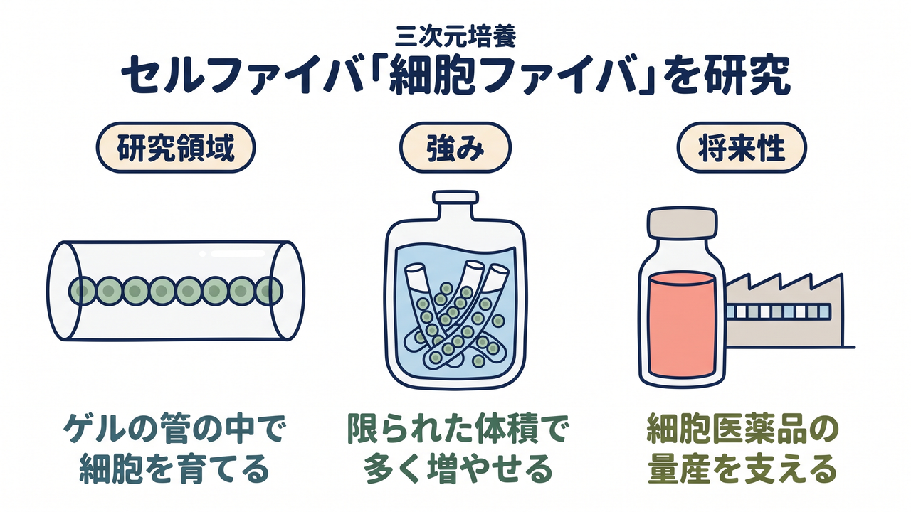 セルファイバ「細胞ファイバ（三次元培養）」を研究｜研究領域=ゲルの管の中で細胞を育てる／強み=限られた体積で多く増やせる／将来性=細胞医薬品の量産を支える