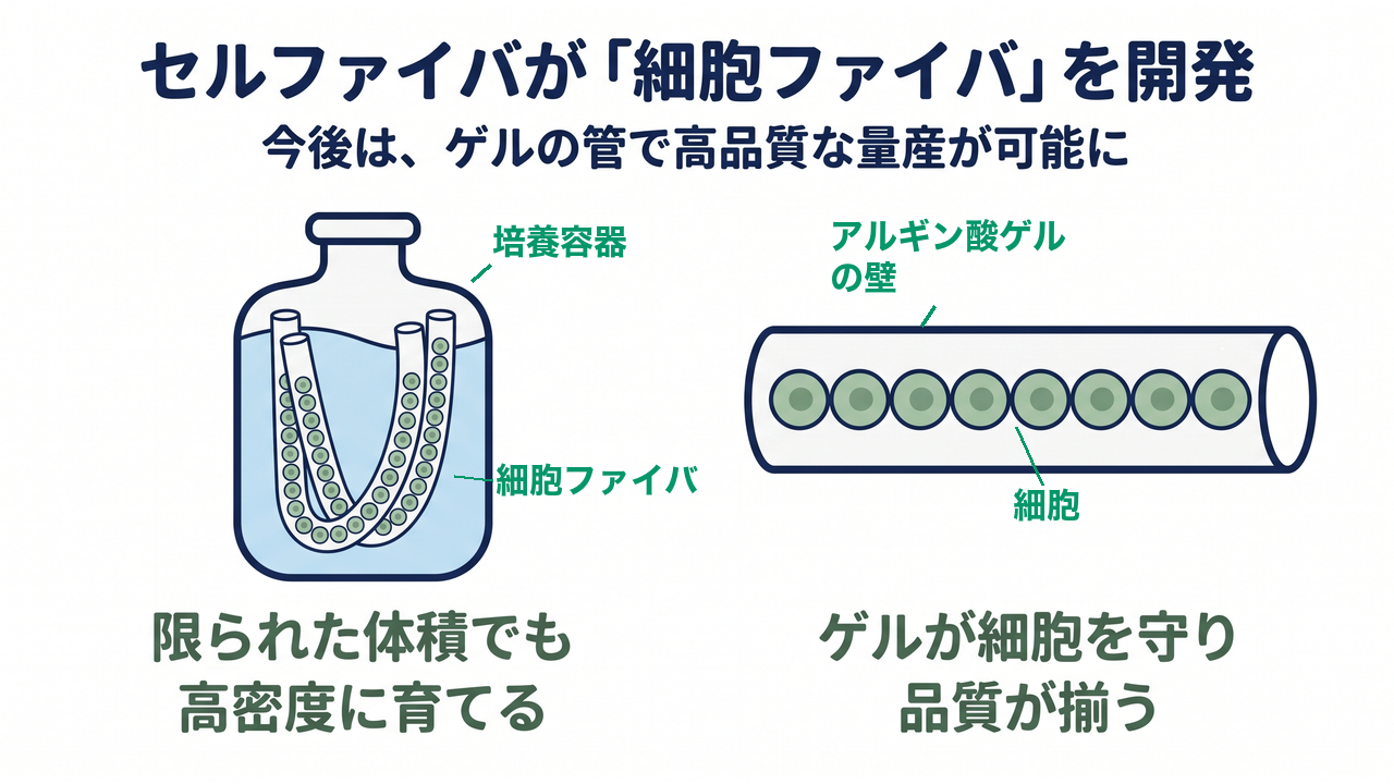 セルファイバが「細胞ファイバ」を開発｜今後は、ゲルの管で高品質な量産が可能に／限られた体積でも高密度に育てる／ゲルが細胞を守り品質が揃う