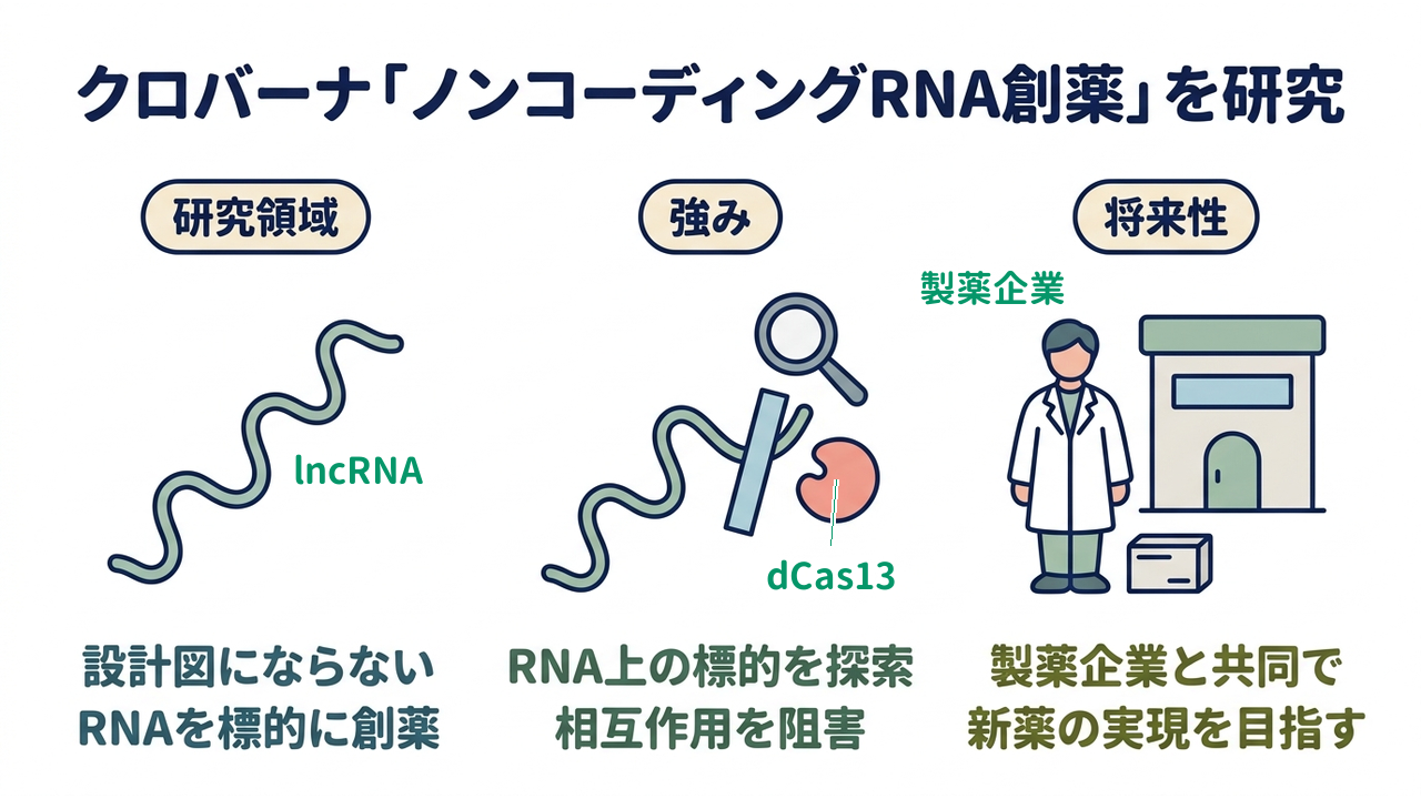 クロバーナ「ノンコーディングRNA創薬」を研究｜研究領域=設計図にならないRNAを標的に創薬／強み=RNA上の標的を探索相互作用を選択阻害／将来性=製薬企業と共同で新薬の実現を目指す