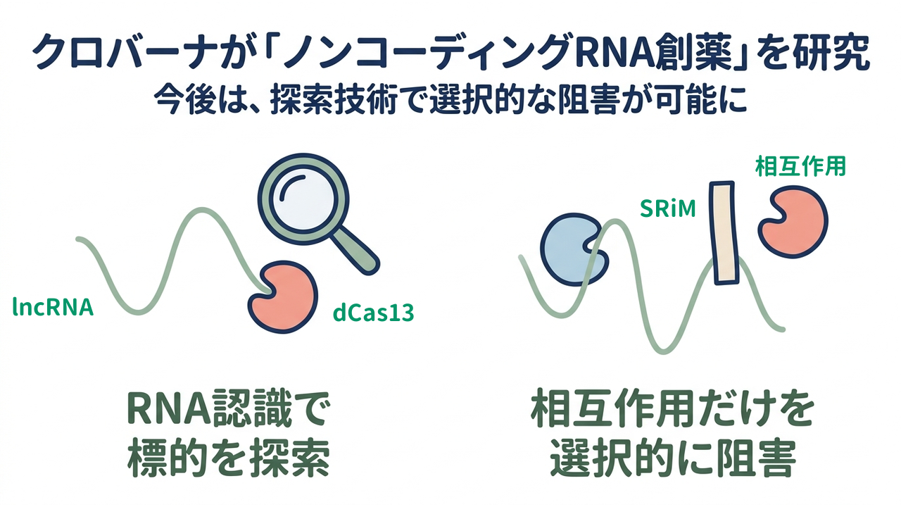 クロバーナが「ノンコーディングRNA創薬」を研究｜RNA認識で標的を探索／相互作用だけを選択的に阻害
