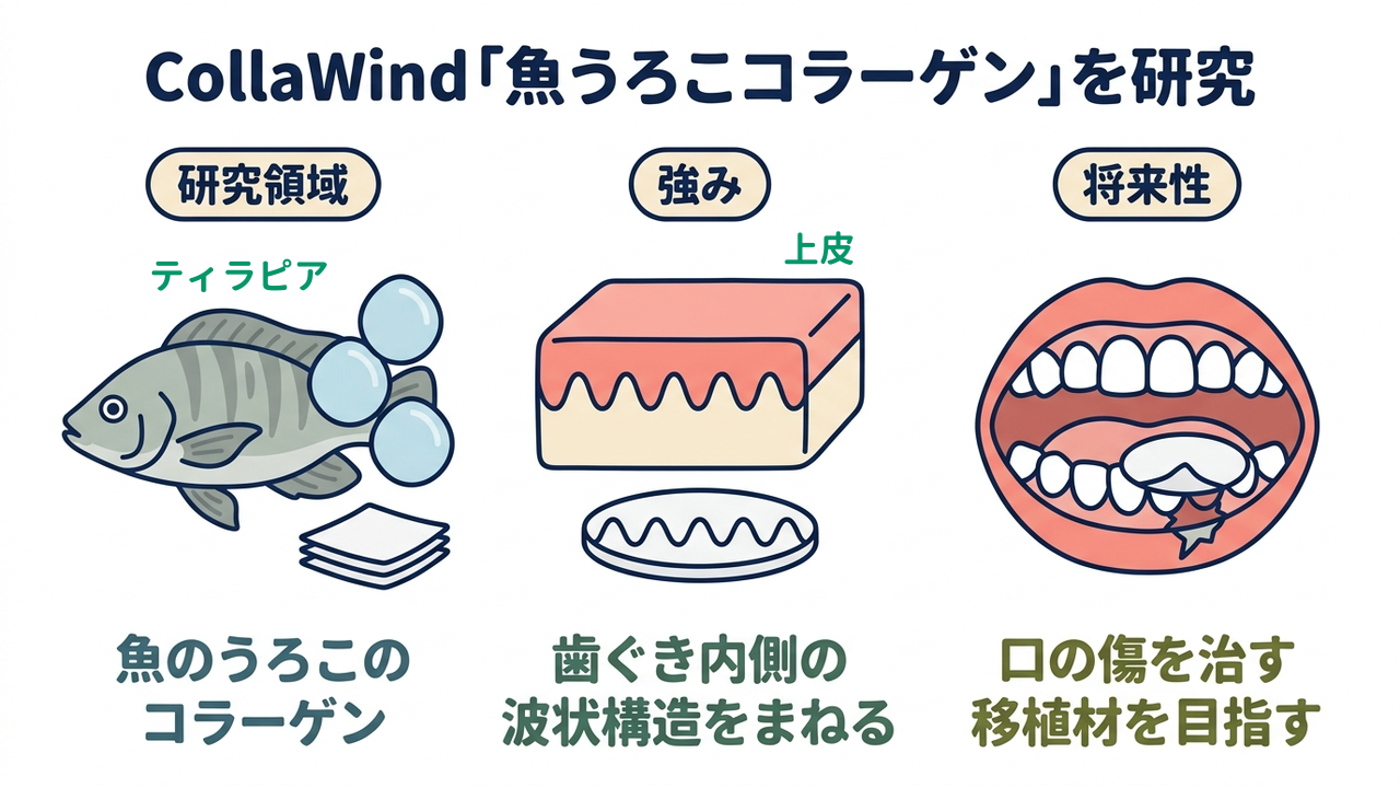 CollaWind「魚うろこコラーゲン」を研究|研究領域=魚のうろこの・コラーゲン/強み=歯ぐき内側の・波状構造をまねる/将来性=口の傷を治す・移植材を目指す