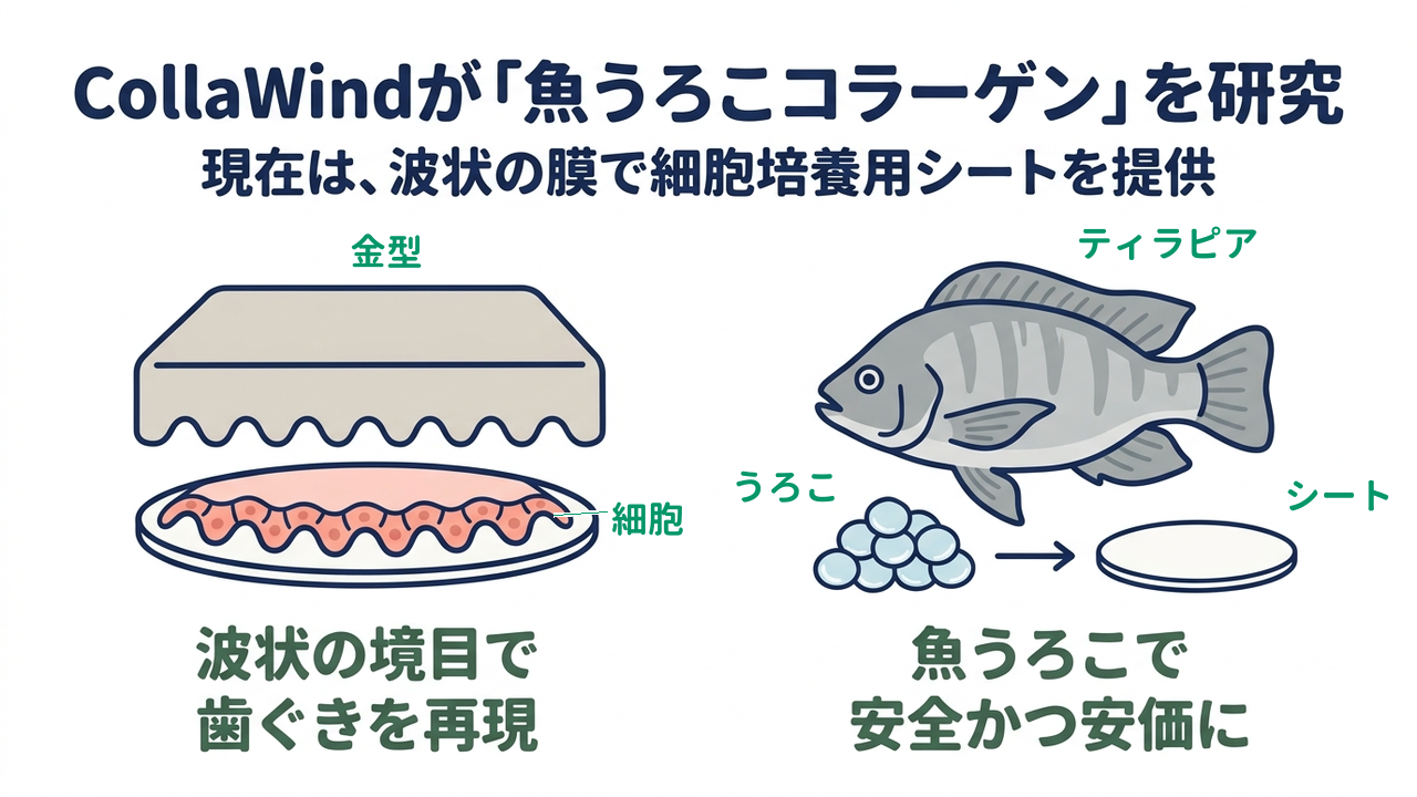 CollaWindが「魚うろこコラーゲン」を研究｜現在は、波状の膜で細胞培養用シートを提供｜波状の境目で・歯ぐきを再現／魚うろこで・安全かつ安価に