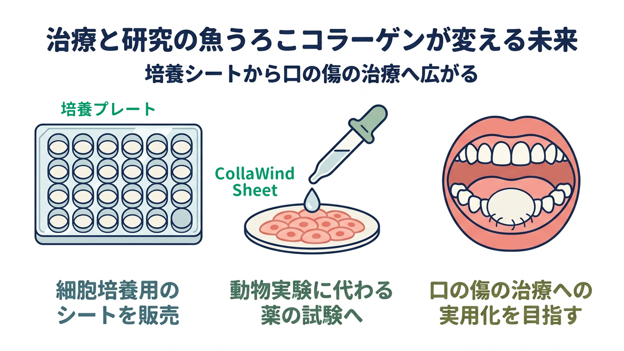 治療と研究の魚うろこコラーゲンが変える未来｜培養シートから口の傷の治療へ広がる｜細胞培養用の・シートを販売／動物実験に代わる・薬の試験へ／口の傷の治療への・実用化を目指す