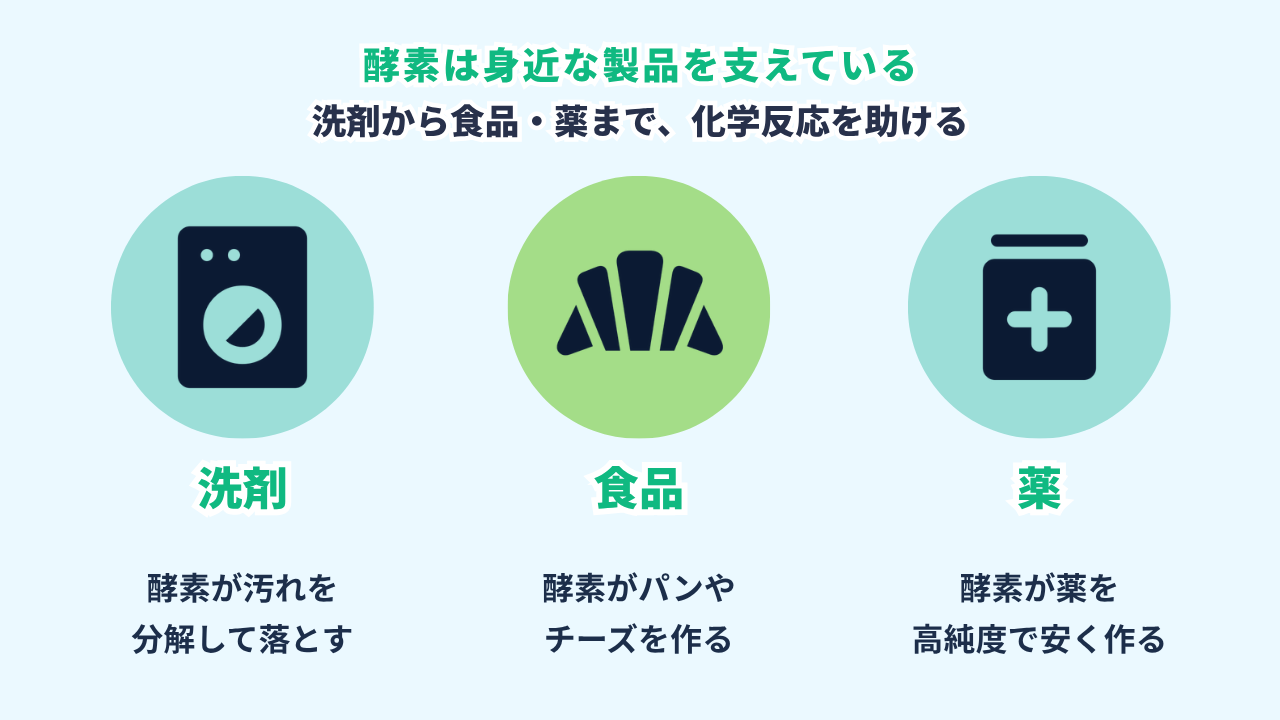 酵素は身近な製品を支えている図。洗剤（汚れを分解して落とす）・食品（パンやチーズ作りに役立つ）・薬（必要な成分を高い純度で安く）に酵素が使われる