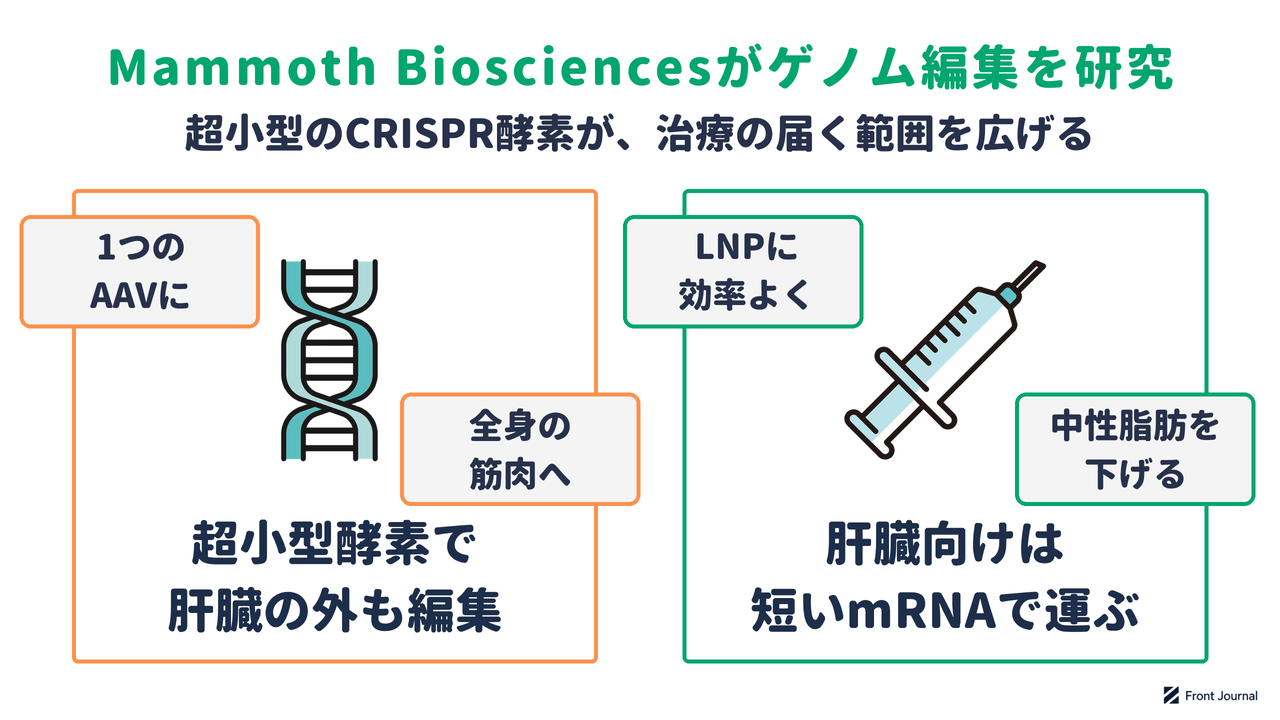 Mammoth Biosciencesのゲノム編集研究を示す図。超小型の酵素で肝臓の外も編集し、肝臓向けは短いmRNAで運ぶする