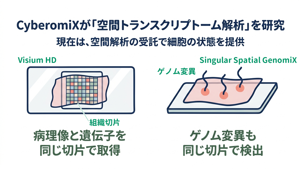 CyberomiXが「空間トランスクリプトーム解析」を研究｜現在は、空間解析の受託で細胞の状態を提供｜病理像と遺伝子を・同じ切片で取得／ゲノム変異も・同じ切片で検出