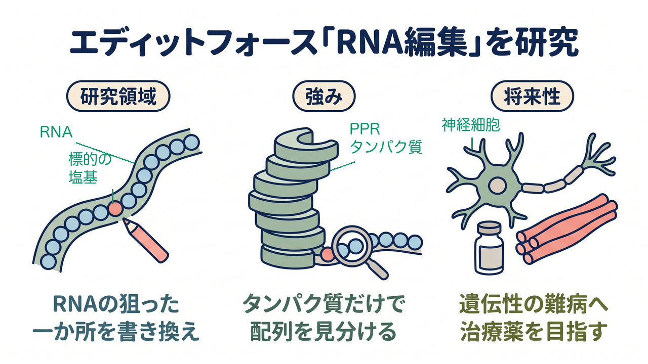エディットフォース「RNA編集」を研究｜研究領域=RNAの狙った／一か所を書き換え／強み=タンパク質だけで／配列を見分ける／将来性=遺伝性の難病へ／治療薬を目指す