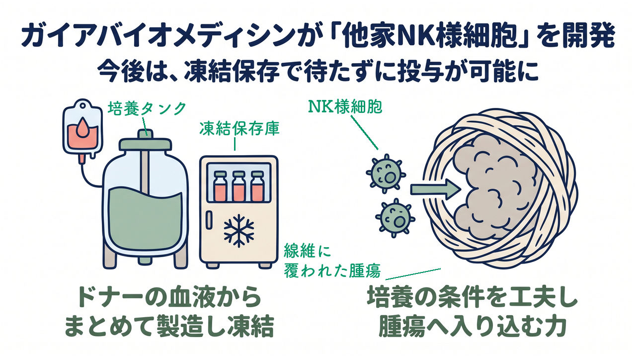 ガイアバイオメディシンが「他家NK様細胞」を開発|今後は、凍結保存で待たずに投与が可能に/ドナーの血液から/まとめて製造し凍結/培養の条件を工夫し/腫瘍へ入り込む力