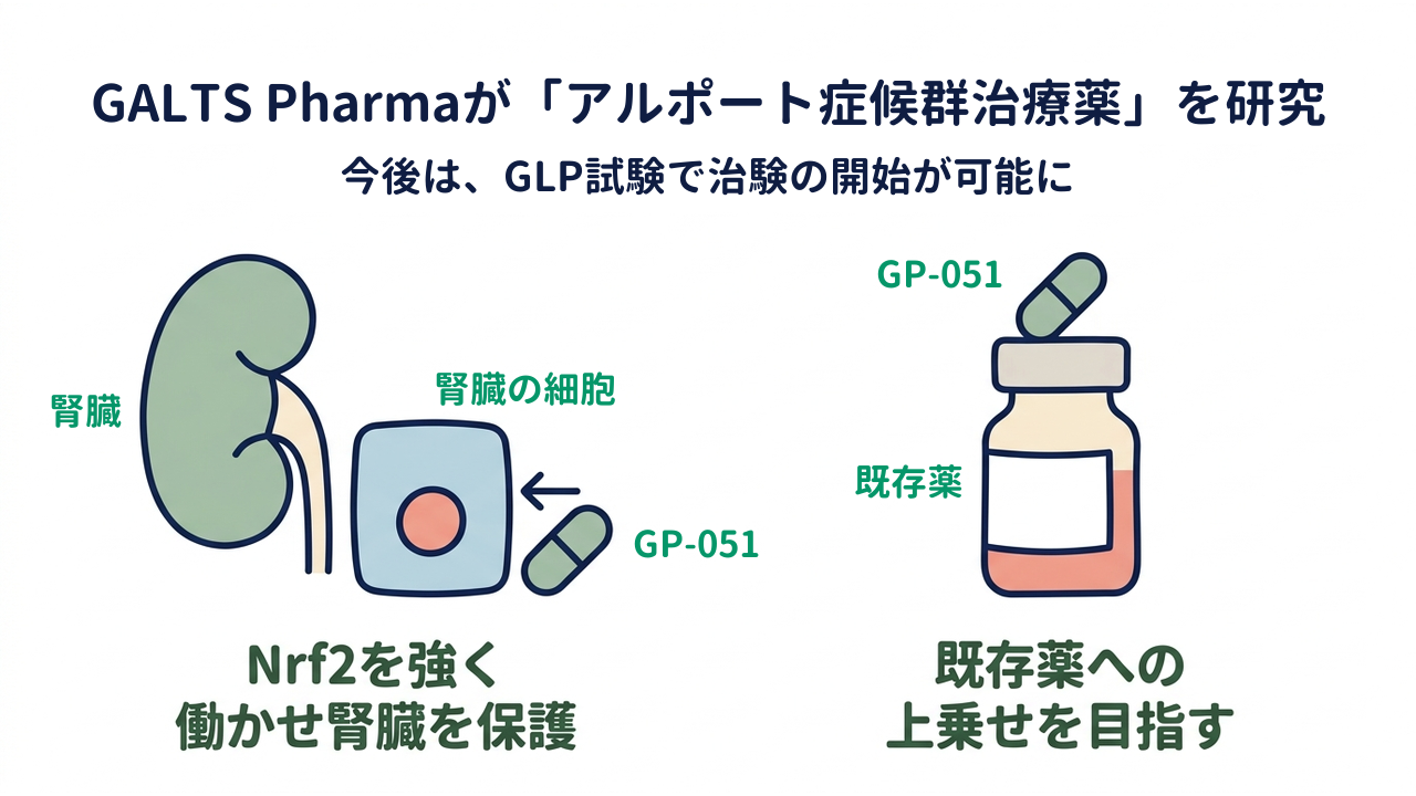 GALTS Pharmaが「アルポート症候群治療薬」を研究｜今後は、GLP試験で治験の開始が可能に｜Nrf2を強く・働かせ腎臓を保護／既存薬への・上乗せを目指す