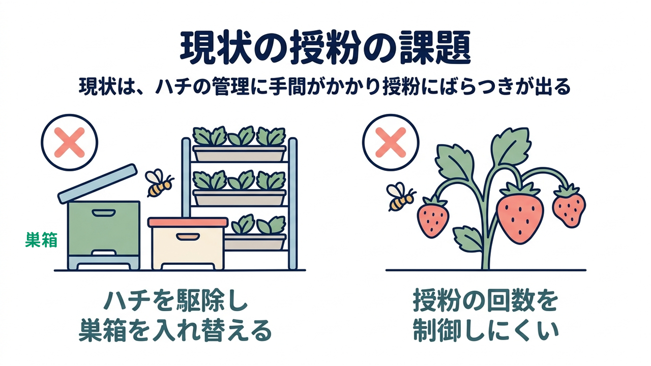 現状の授粉の課題｜現状は、ハチの管理に手間がかかり授粉にばらつきが出る｜ハチを駆除し・巣箱を入れ替える／授粉の回数を・制御しにくい