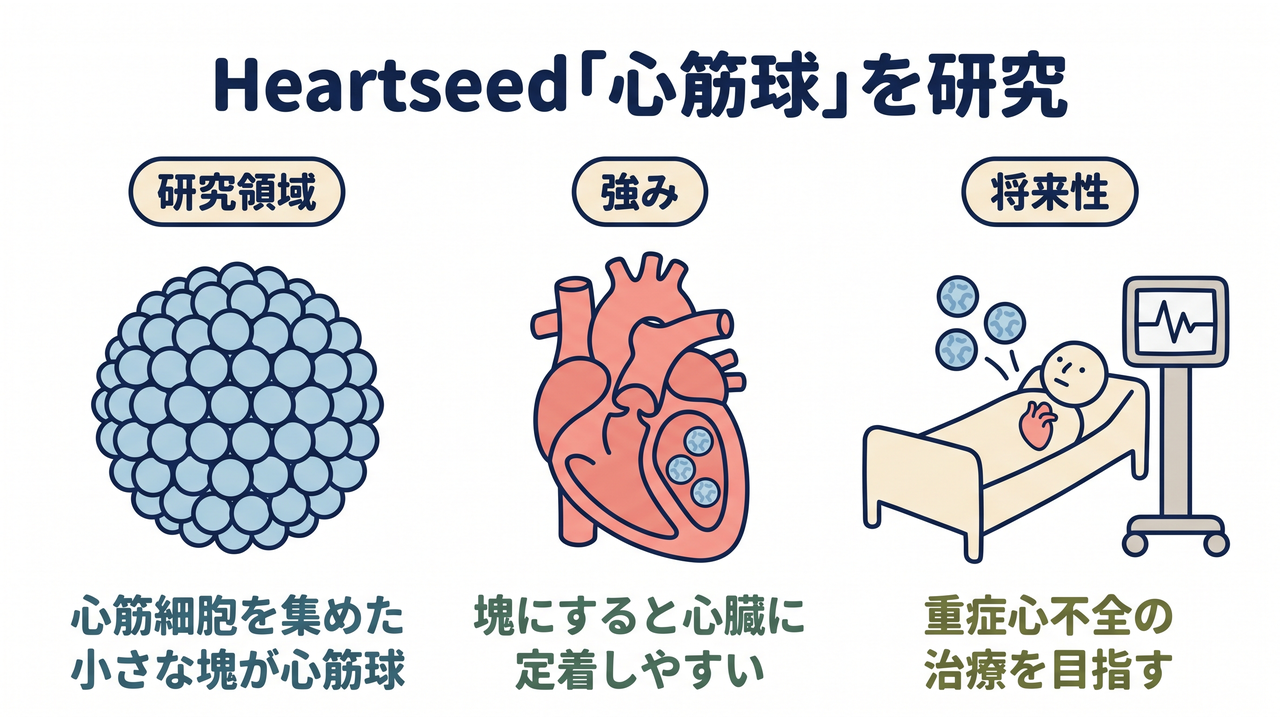 Heartseed「心筋球」を研究|研究領域=心筋細胞を集めた小さな塊が心筋球/強み=塊にすると心臓に定着しやすい/将来性=重症心不全の治療を目指す