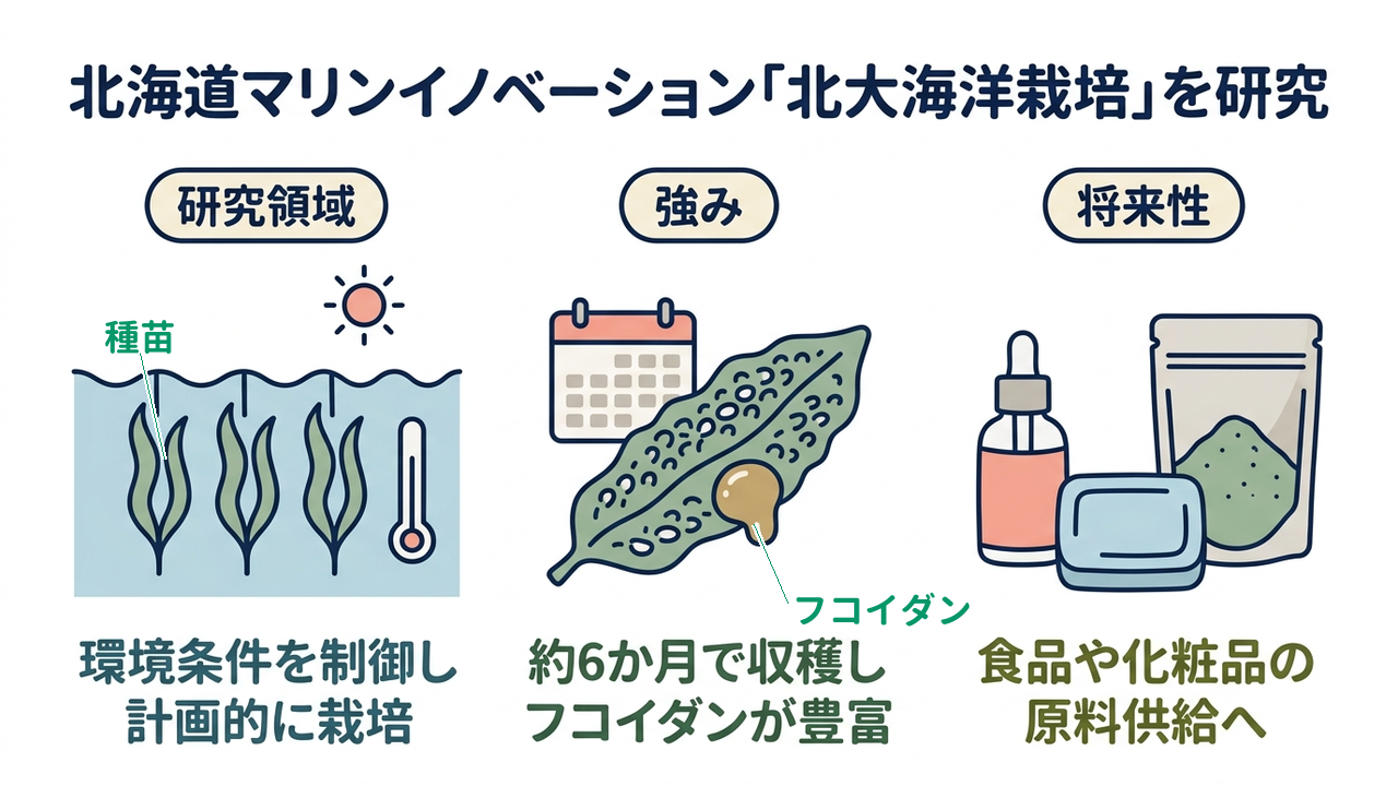 北海道マリンイノベーション「北大海洋栽培」を研究|研究領域=環境条件を制御し・計画的に栽培/強み=約6か月で収穫し・フコイダンが豊富/将来性=食品や化粧品の・原料供給へ