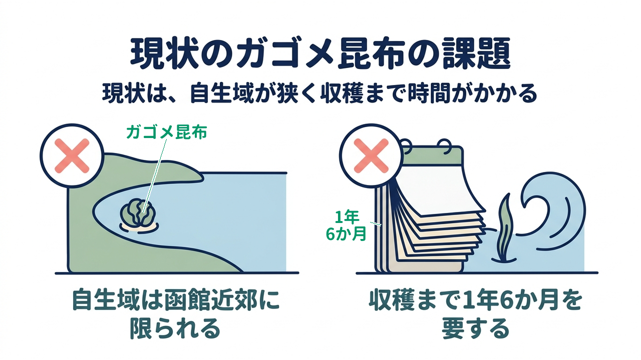 現状のガゴメ昆布の課題|現状は、自生域が狭く収穫まで時間がかかる|自生域は函館近郊に・限られる/収穫まで1年6か月を・要する