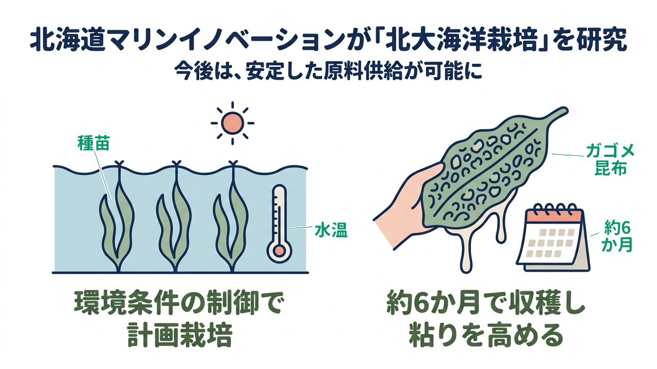 北海道マリンイノベーションが「北大海洋栽培」を研究|今後は、安定した原料供給が可能に|環境条件の制御で・計画栽培/約6か月で収穫し・粘りを高める