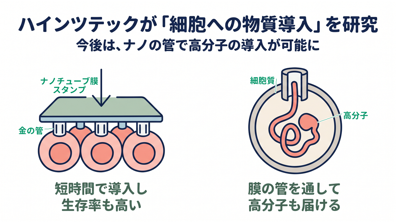 ハインツテックが「細胞への物質導入」を研究|短時間で導入し生存率も高い/膜の管を通して高分子も届ける