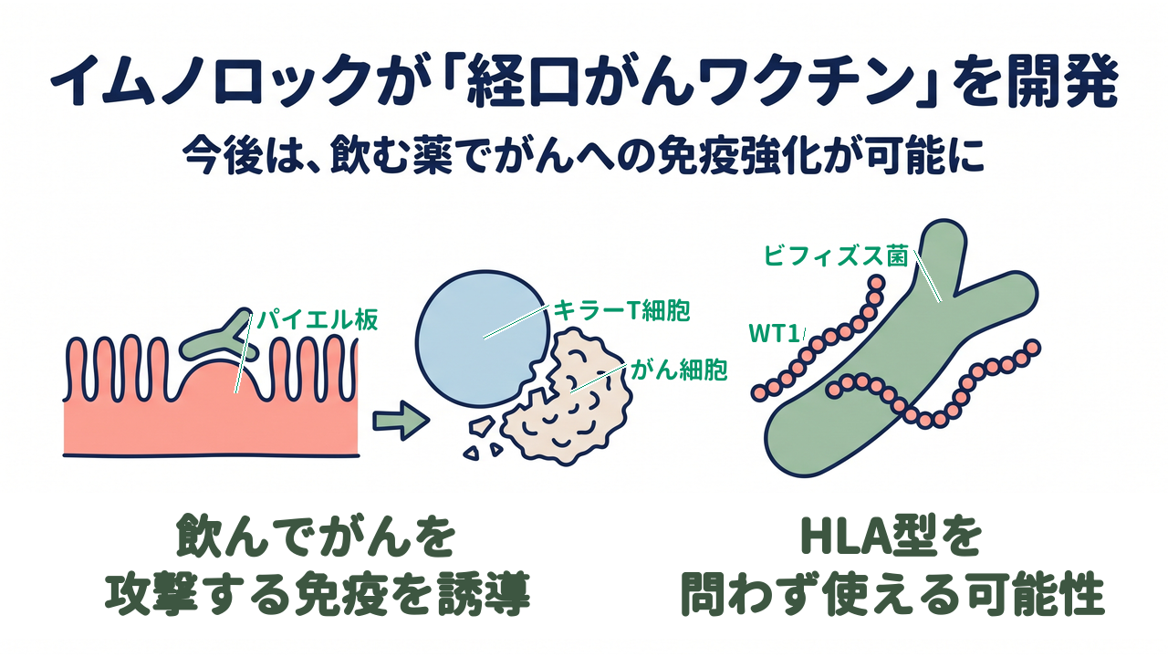イムノロックが「経口がんワクチン」を開発｜今後は、飲む薬でがんへの免疫強化が可能に｜飲んでがんを・攻撃する免疫を誘導／HLA型を・問わず使える可能性（パイエル板・キラーT細胞・がん細胞・WT1・ビフィズス菌のラベルつき）