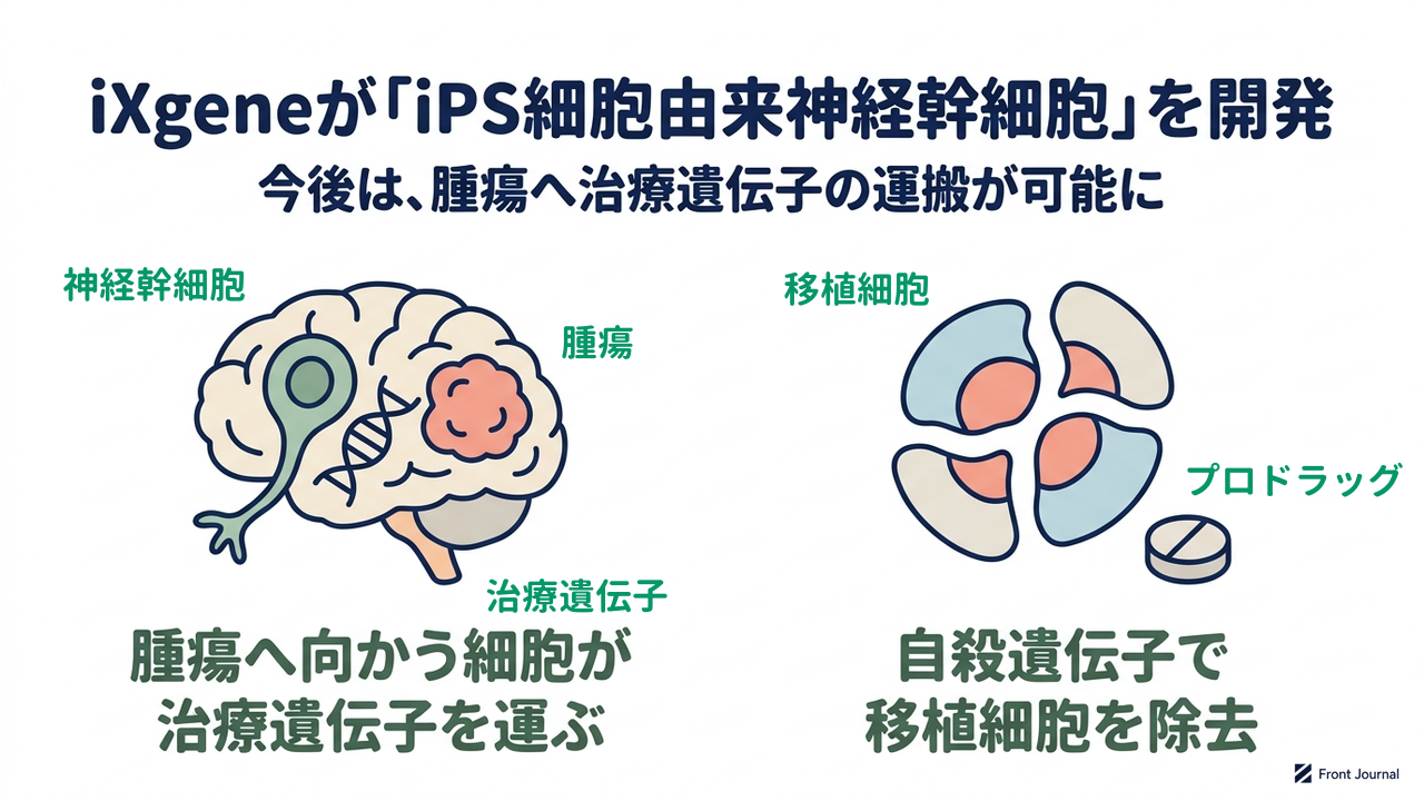 iXgeneが「iPS細胞由来神経幹細胞」を開発｜今後は、腫瘍へ治療遺伝子の運搬が可能に／腫瘍へ向かう細胞が治療遺伝子を運ぶ／自殺遺伝子で移植細胞を除去