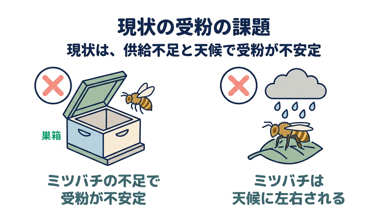 現状の受粉の課題|現状は、供給不足と天候で受粉が不安定|ミツバチの不足で・受粉が不安定/ミツバチは・天候に左右される