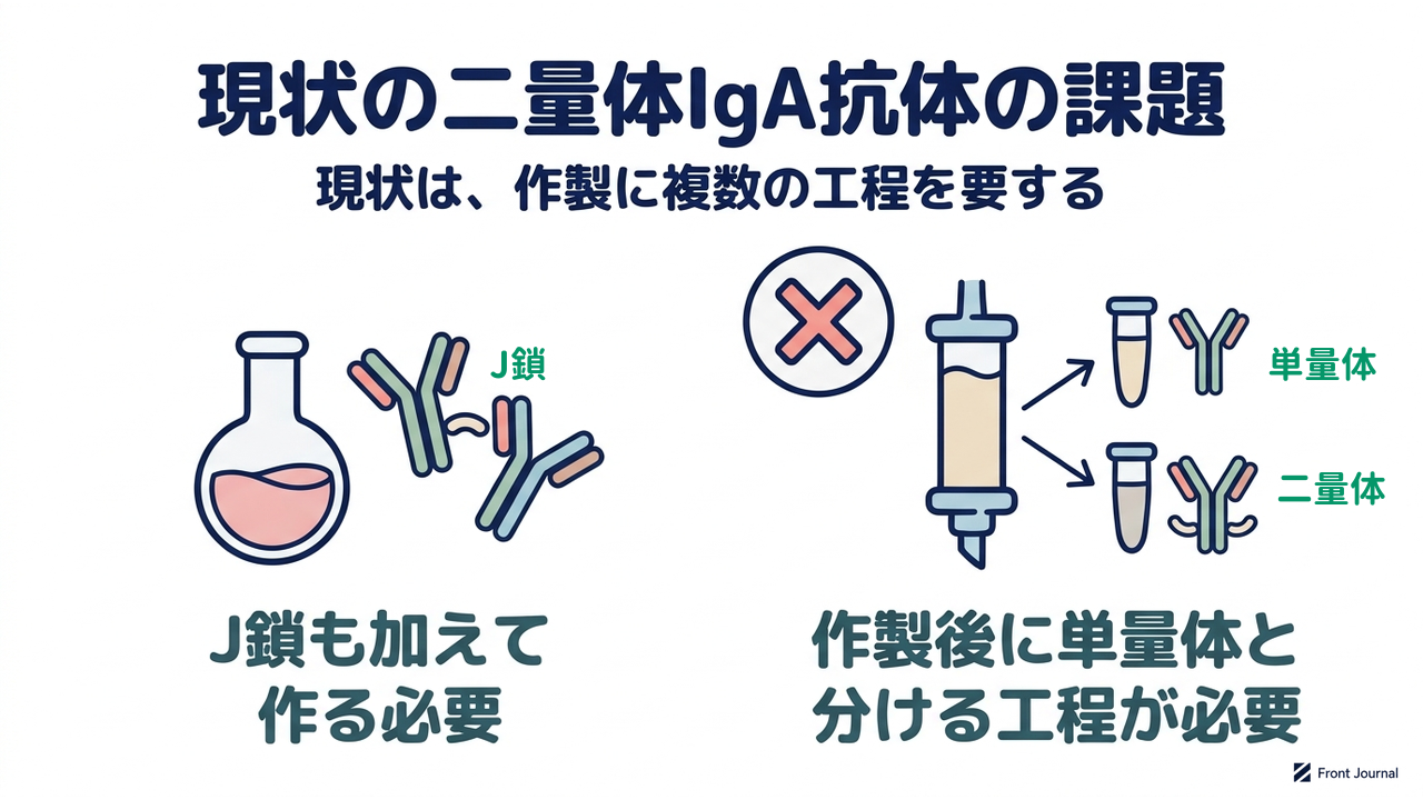 現状の二量体IgA抗体の課題