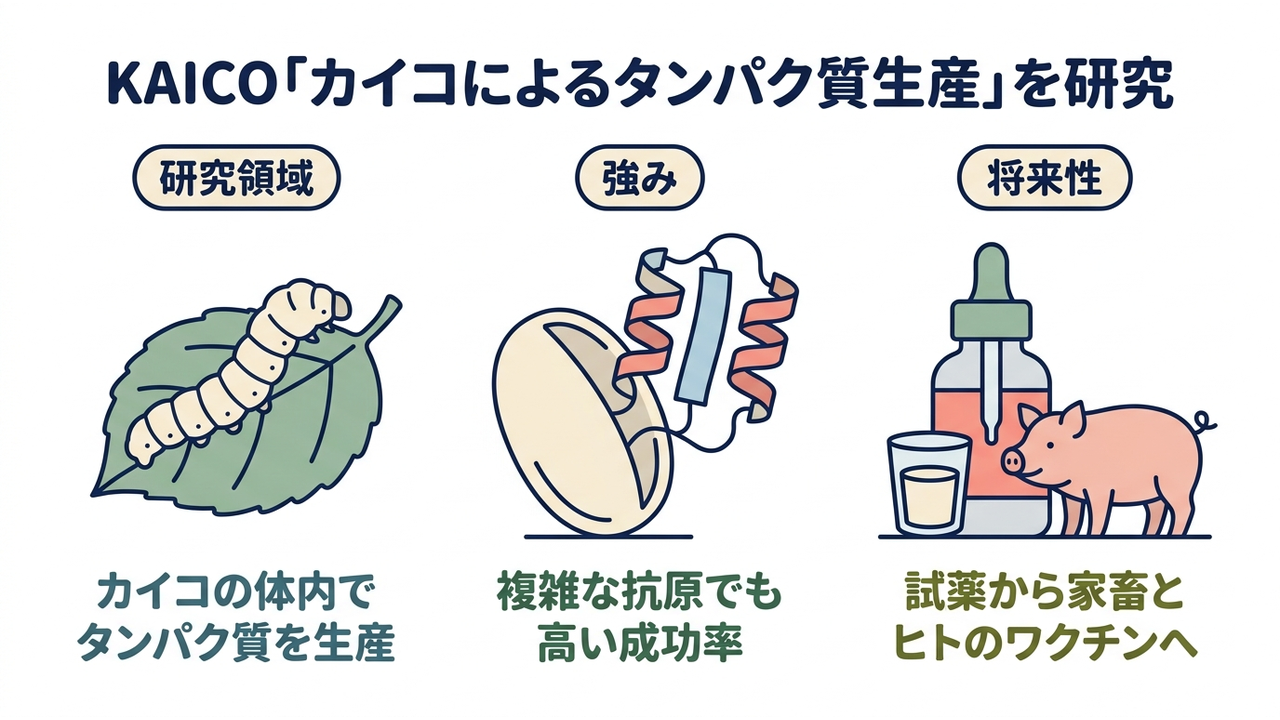 KAICO「カイコによるタンパク質生産」を研究｜研究領域=カイコの体内でタンパク質を生産／強み=複雑な抗原でも高い成功率／将来性=試薬から家畜とヒトのワクチンへ