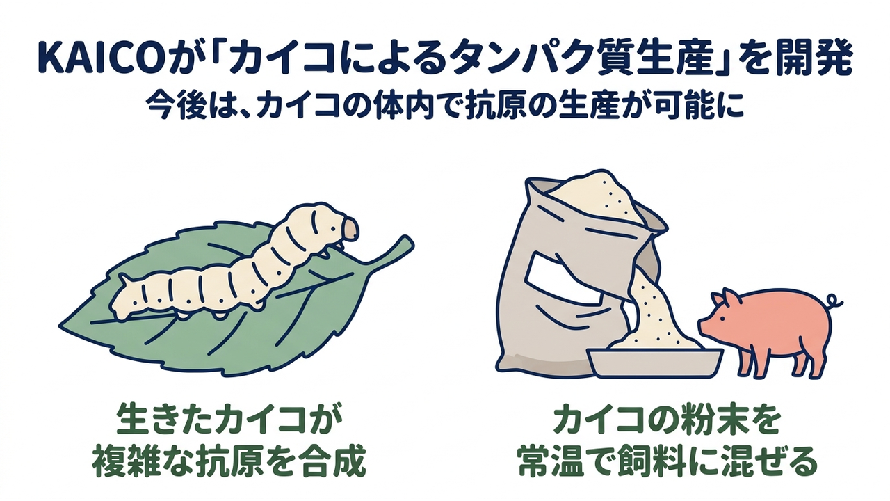 KAICOが「カイコによるタンパク質生産」を開発｜今後は、カイコの体内で抗原の生産が可能に／生きたカイコが複雑な抗原を合成／カイコの粉末を常温で飼料に混ぜる