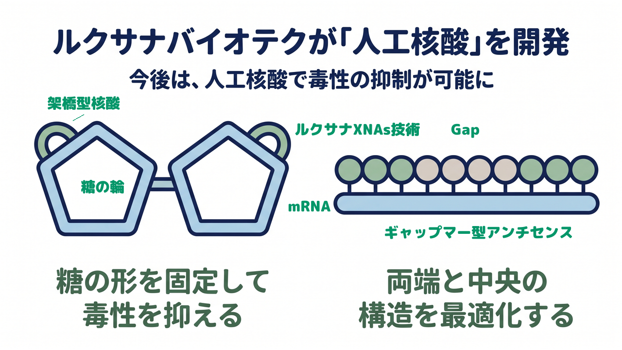 ルクサナバイオテクが「人工核酸」を開発|今後は、人工核酸で毒性の抑制が可能に/糖の形を固定して毒性を抑える/両端と中央の構造を最適化する