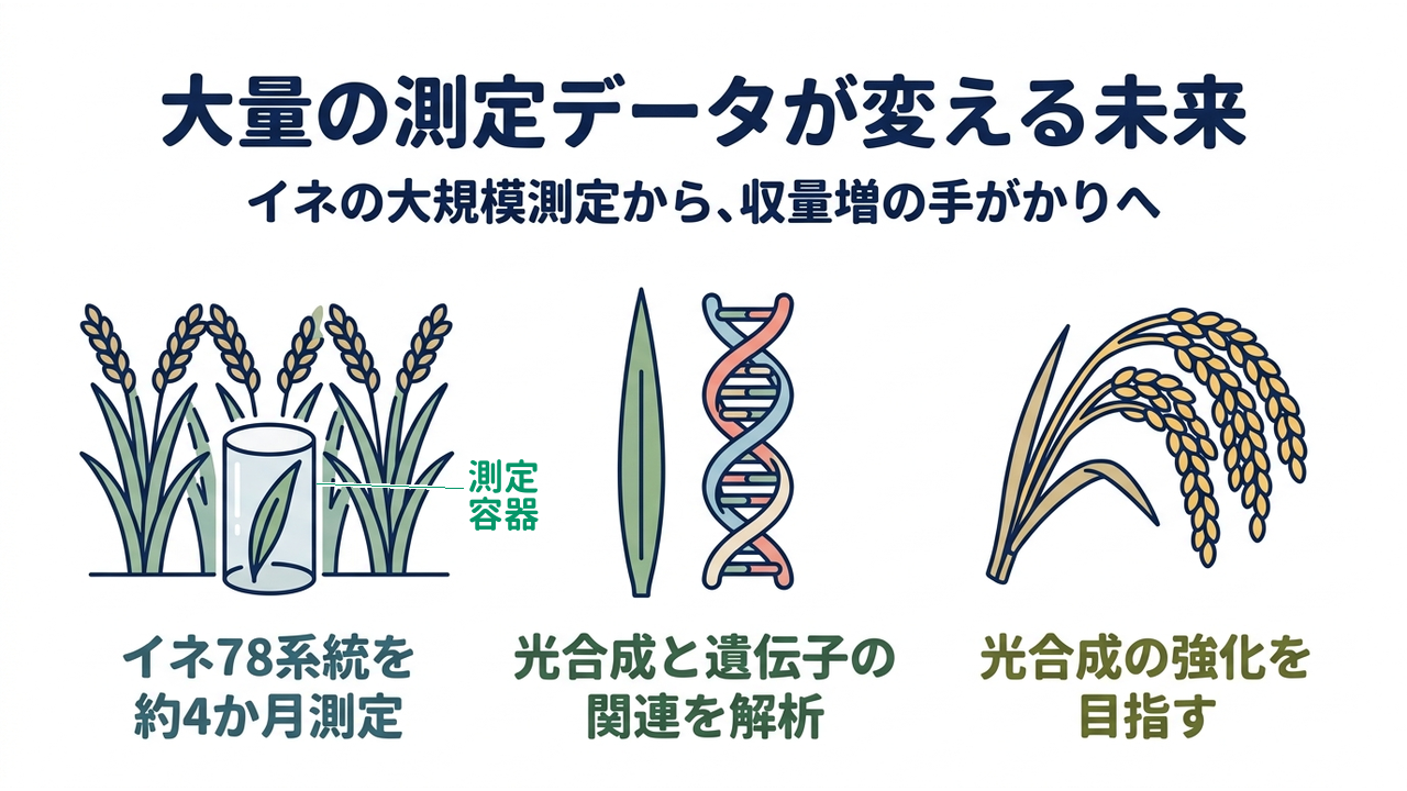 大量の測定データが変える未来｜イネの大規模測定から、収量増の手がかりへ｜イネ78系統を・約4か月測定／光合成と遺伝子の・関連を解析／光合成の強化を・目指す