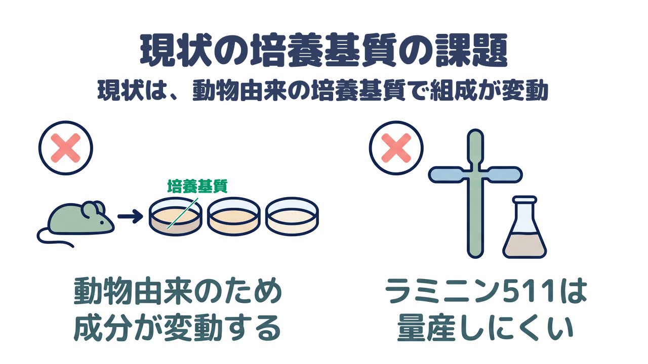 現状の培養基質の課題｜現状は、動物由来の培養基質で組成が変動／動物由来のため成分が変動する／ラミニン511は量産しにくい