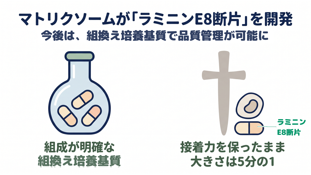 マトリクソームが「ラミニンE8断片」を開発｜今後は、組換え培養基質で品質管理が可能に／組成が明確な組換え培養基質／接着力を保ったまま大きさは5分の1