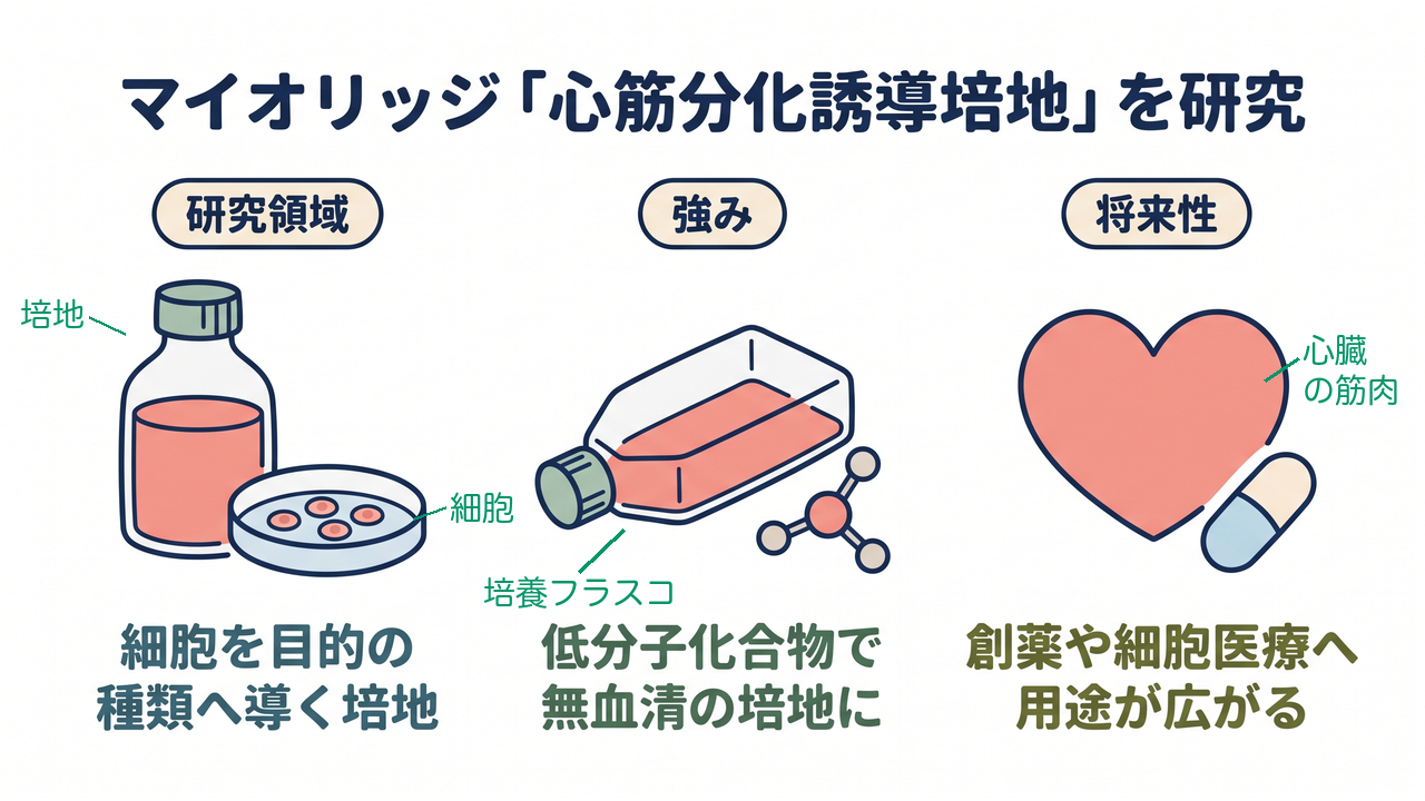 マイオリッジ「心筋分化誘導培地」を研究|研究領域=細胞を目的の種類へ導く培地/強み=低分子化合物で無血清の培地に/将来性=創薬や細胞医療へ用途が広がる