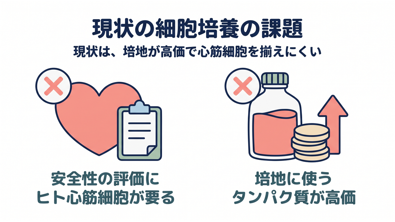 現状の細胞培養の課題|現状は、培地が高価で心筋細胞を揃えにくい/安全性の評価にヒト心筋細胞が要る/培地に使うタンパク質が高価