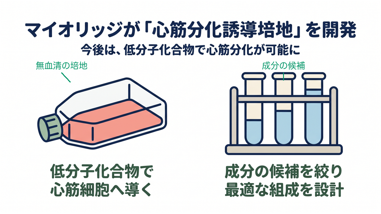 マイオリッジが「心筋分化誘導培地」を開発|今後は、低分子化合物で心筋分化が可能に/低分子化合物で心筋細胞へ導く/成分の候補を絞り最適な組成を設計