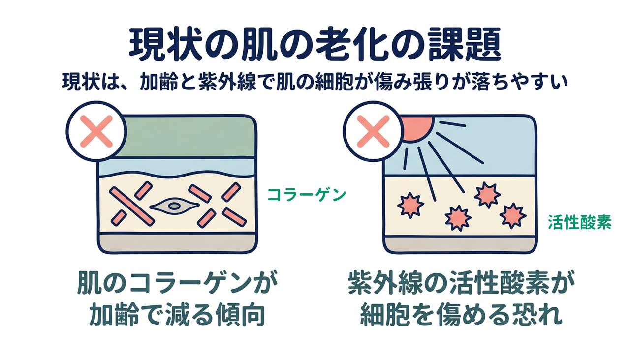 現状の肌の老化の課題｜現状は、加齢と紫外線で肌の細胞が傷み張りが落ちやすい／肌のコラーゲンが加齢で減る傾向／紫外線の活性酸素が細胞を傷める恐れ