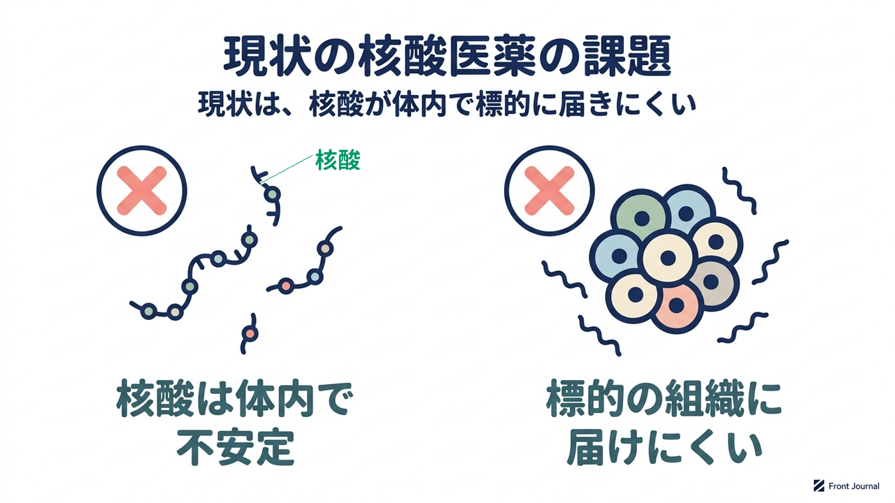 現状の核酸医薬の課題|現状は、核酸が体内で標的に届きにくい|核酸は体内で・不安定/標的の組織に・届けにくい