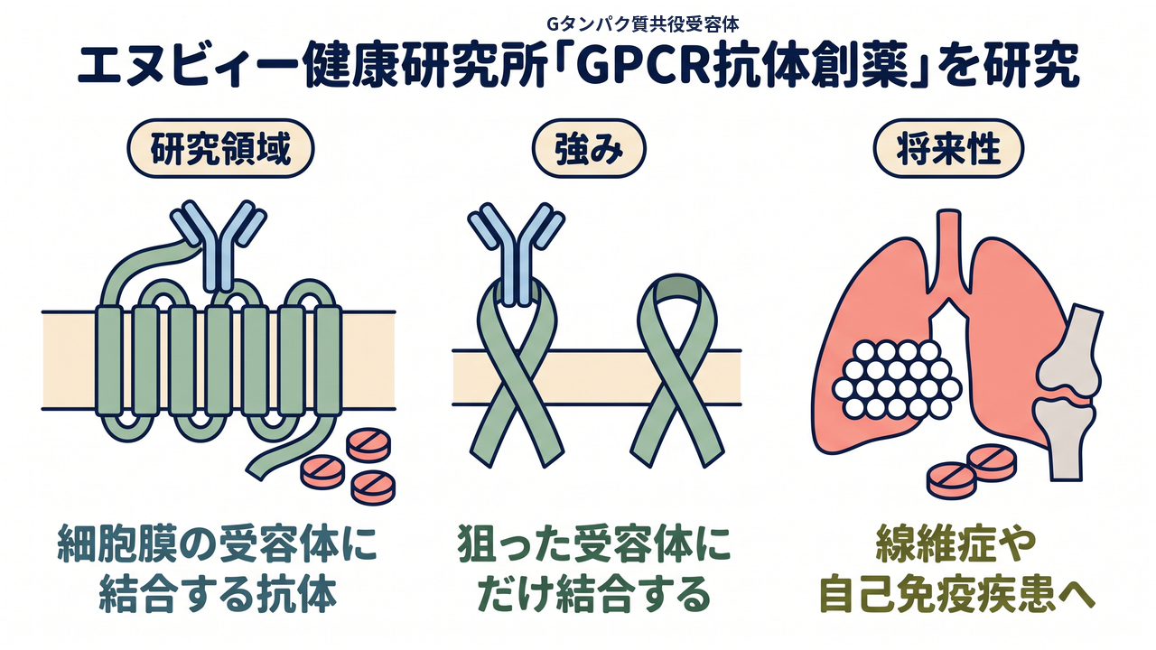 エヌビィー健康研究所「GPCR抗体創薬」を研究｜研究領域=細胞膜の受容体に結合する抗体／強み=狙った受容体にだけ結合する／将来性=線維症や自己免疫疾患へ