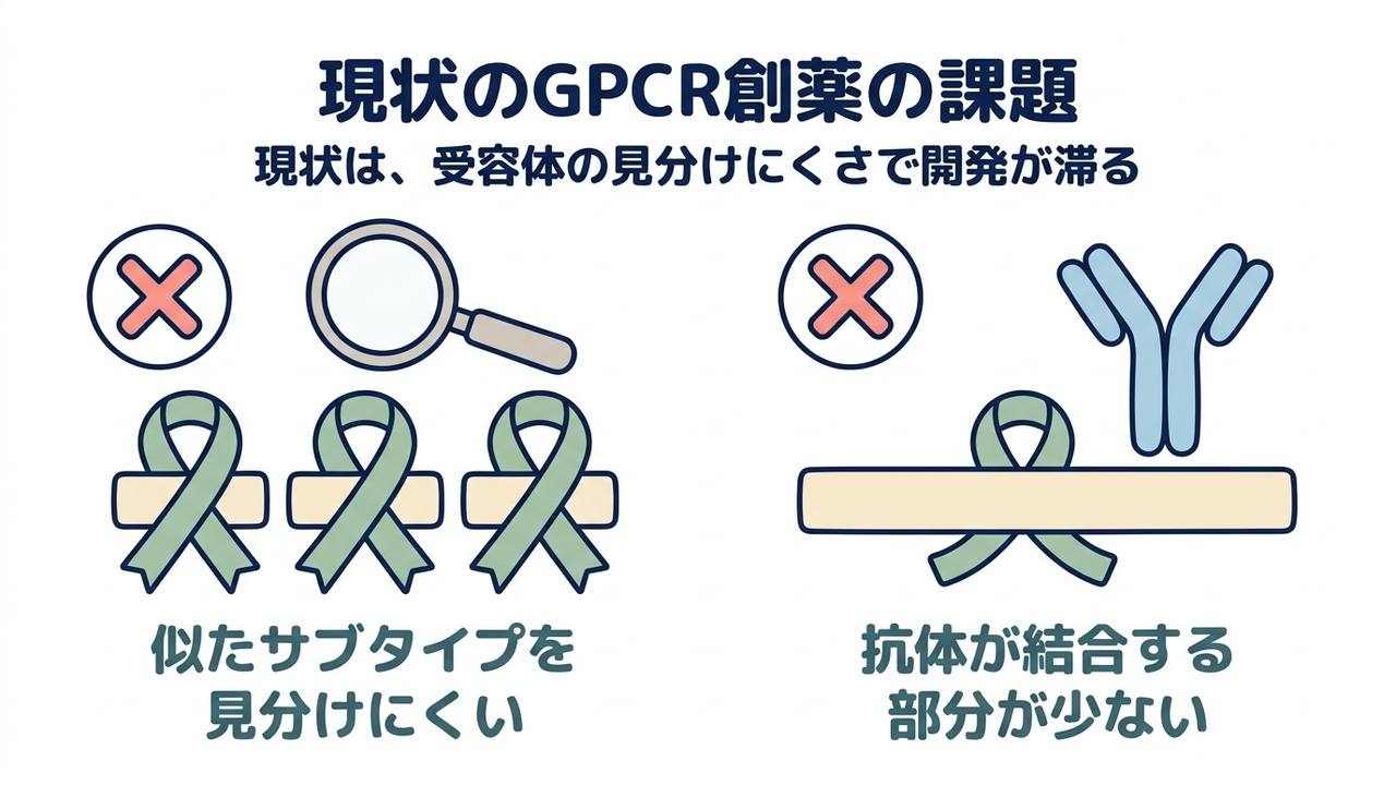 現状のGPCR創薬の課題｜現状は、受容体の見分けにくさで開発が滞る／似たサブタイプを見分けにくい／抗体が結合する部分が少ない